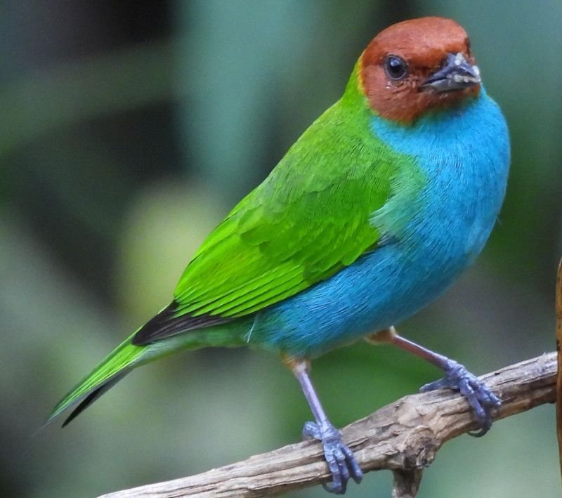 Bay headed Tanager